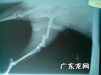 一例犬股骨骨折的内固定不动手术医治
