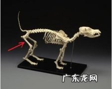 一例犬股骨骨折的内固定不动手术医治