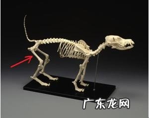 一例犬股骨骨折的内固定不动手术医治