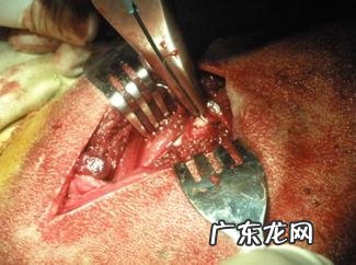 一例犬股骨骨折的内固定不动手术医治