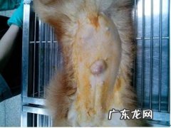 小宠物的脐疝症状及治疗方法