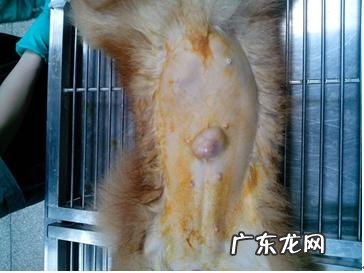 小宠物的脐疝症状及治疗方法