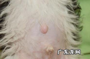 小宠物的脐疝症状及治疗方法