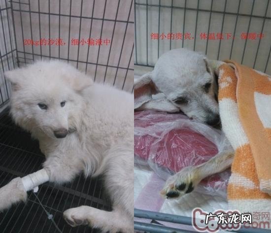 有关细小病毒的小偏方和念头