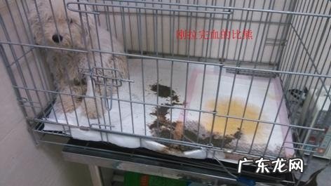 有关细小病毒的小偏方和念头