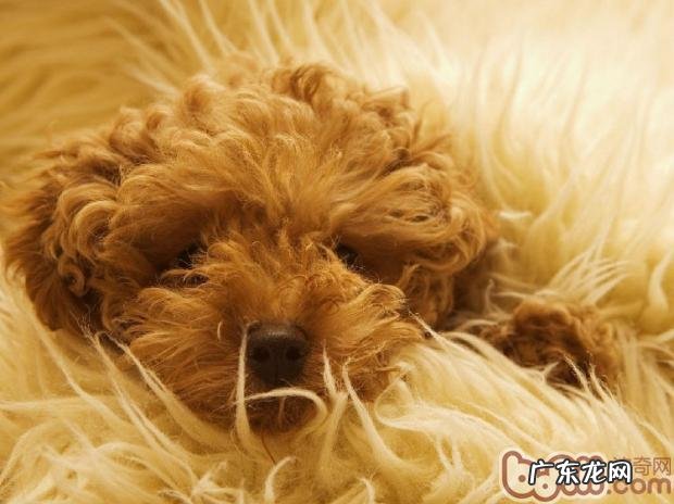 冬天严防宠物狗狗传染疾病