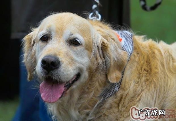 金毛发热时主人家干万不容忽视的事