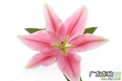 描写百合花的优美句子200字 【抖音文案】描写百合花的优美句子赏析