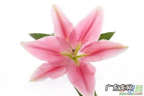 描写百合花的优美句子200字 【抖音文案】描写百合花的优美句子赏析