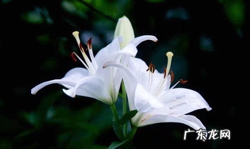 描写百合花的优美句子200字 【抖音文案】描写百合花的优美句子赏析