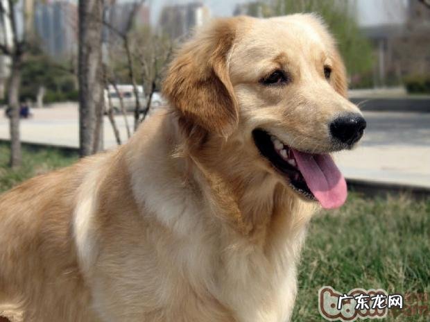 金毛退热的物理学方法