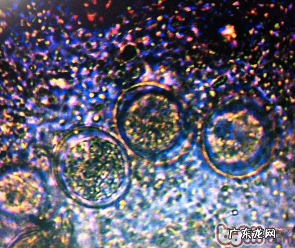 三 犬的常见的皮肤病疥螨感染