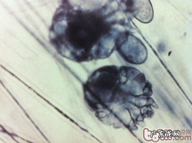 三 犬的常见的皮肤病疥螨感染