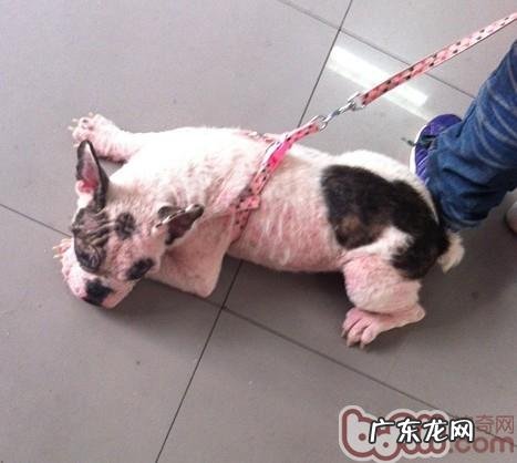 三 犬的常见的皮肤病疥螨感染