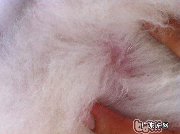 三 犬的常见的皮肤病疥螨感染