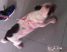 三 犬的常见的皮肤病疥螨感染