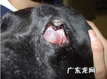 有关小狗闭角型青光眼的医治实例
