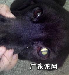 有关小狗闭角型青光眼的医治实例