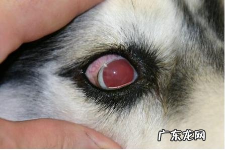 有关小狗闭角型青光眼的医治实例