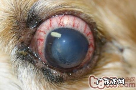 有关小狗闭角型青光眼的医治实例