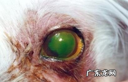 萌宠视力检测了解多少