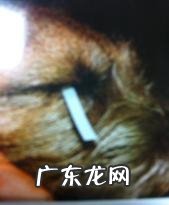 萌宠视力检测了解多少