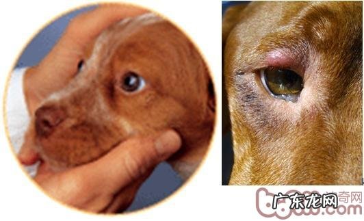 萌宠视力检测了解多少