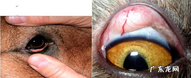 萌宠视力检测了解多少