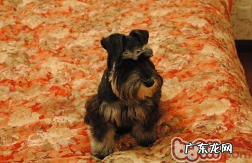 雪纳瑞结膜炎的病症与医治