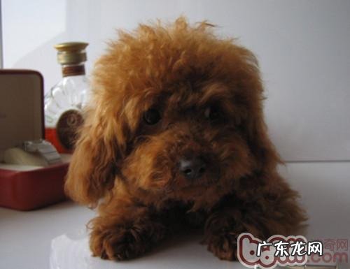 vip干咳有什么缘故