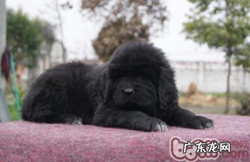 小狗在发情期和怀孕期间的有关事宜