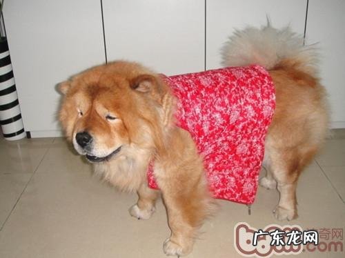 研究宠物狗长胖的缘故