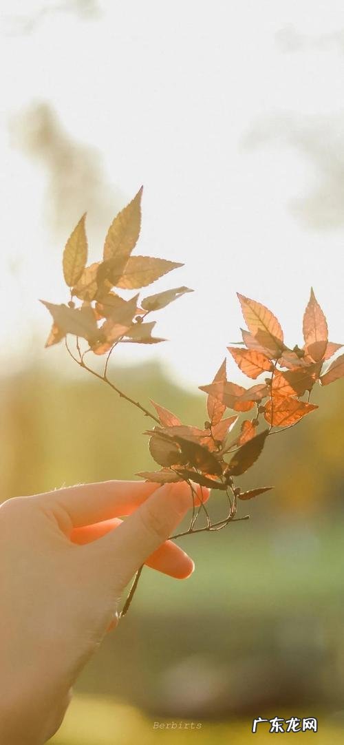 适合十一月份发朋友圈的句子 【抖音文案】进入十一月份的句子