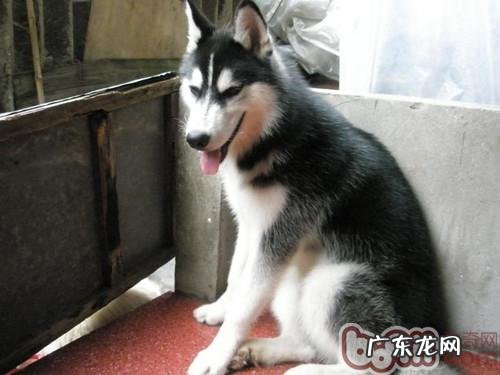 小狗拉肚子很有可能为气温突然变化而致