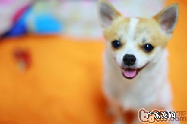 金毛犬的常见病