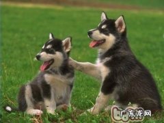 春天除虫大冒险