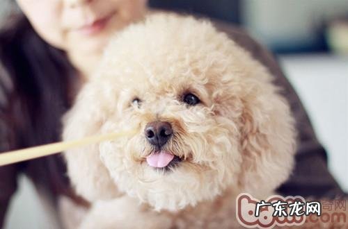 狗狗流口水的普遍缘故