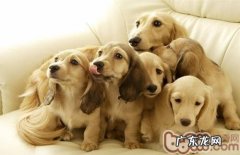 小宠物多少适合做绝育