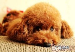 犬心丝虫病确诊与预防技术性研究成果