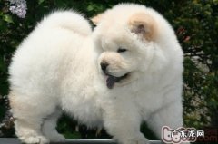 详细说明松狮狗的加工过程