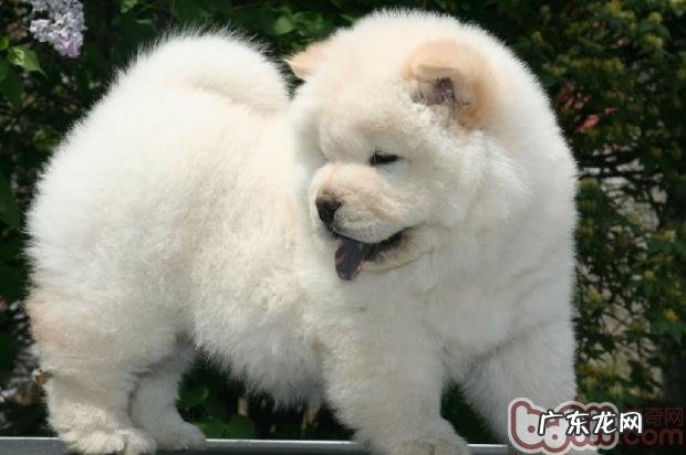 详细说明松狮狗的加工过程