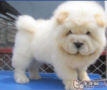 松狮狗孕期各环节保养