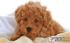 狗狗骨折的详解