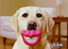 小狗牙龈发炎的防范措施