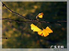 银杏叶的诗句 优美句子 【抖音文案】形容银杏叶的优美句子