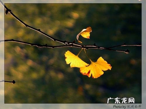 银杏叶的诗句 优美句子 【抖音文案】形容银杏叶的优美句子