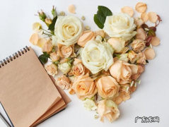 百合的句子唯美心情短语 【抖音文案】百合之间表白唯美句子