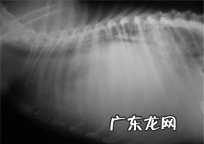 犬扩张型肥厚性心肌病