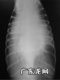 犬扩张型肥厚性心肌病