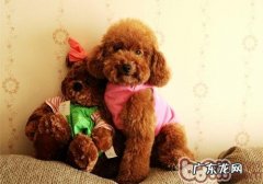 犬扩张型肥厚性心肌病